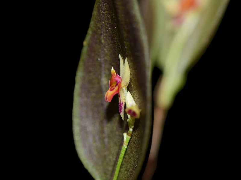 Lepanthes chorista