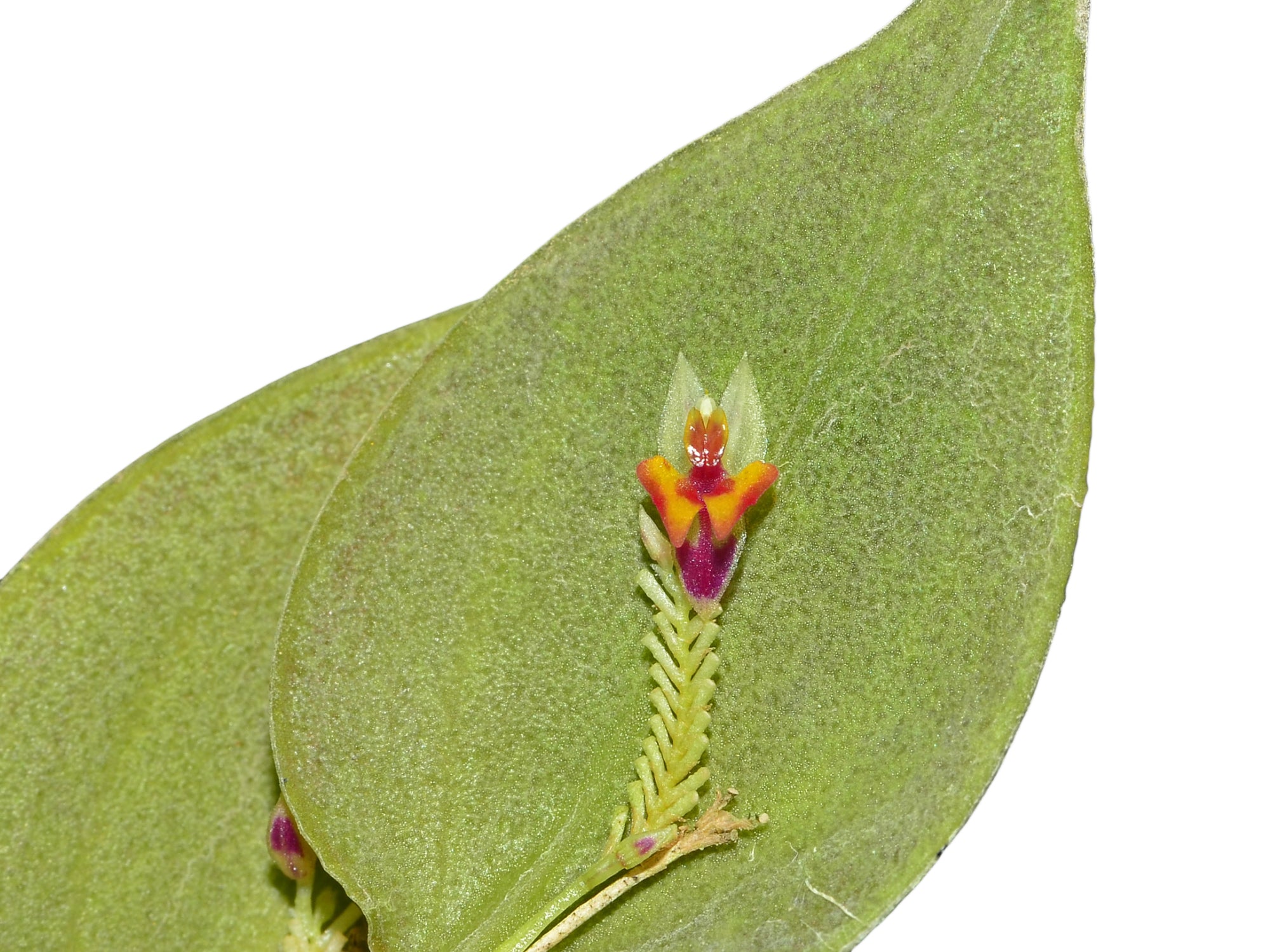 Lepanthes chorista