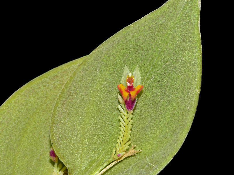 Lepanthes chorista