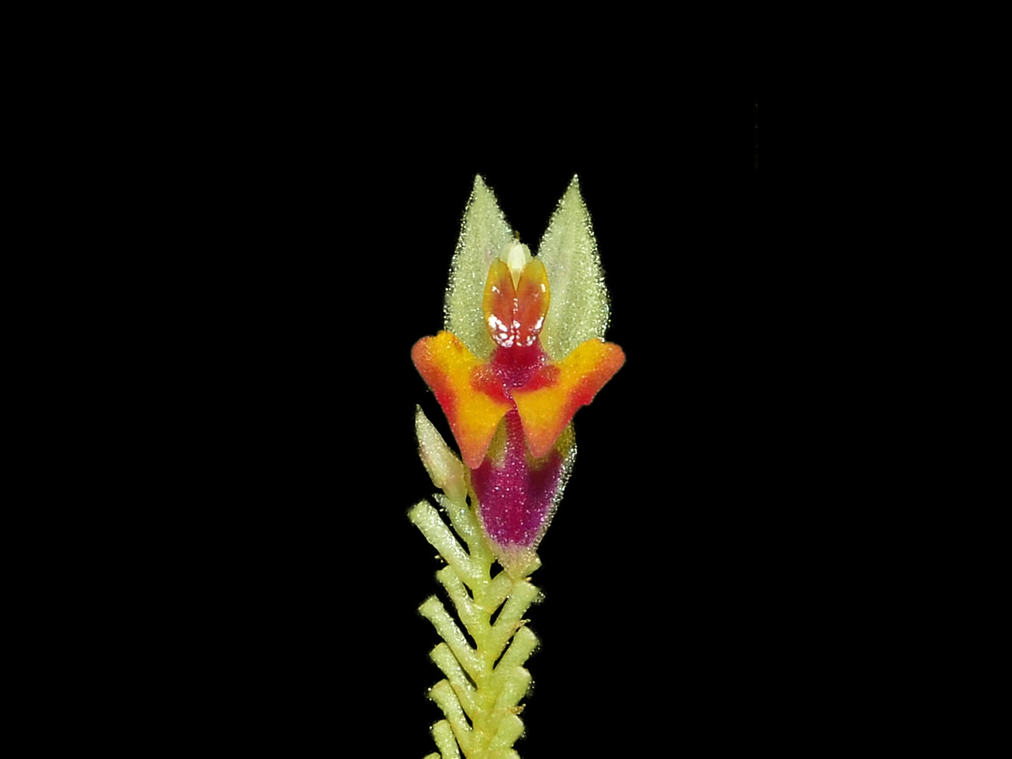 Lepanthes chorista — Ecuagenera Orquídeas del Ecuador