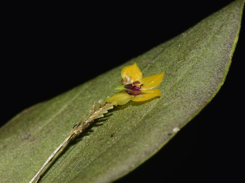 Lepanthes chrysokallos