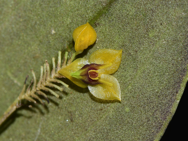 Lepanthes chrysokallos