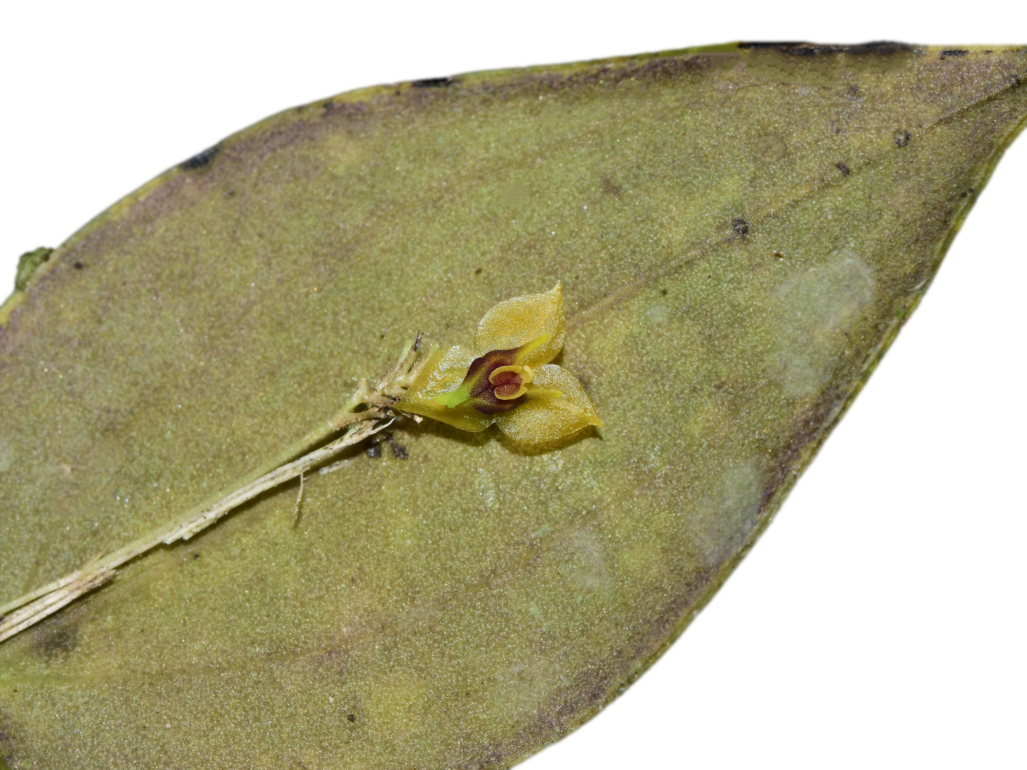 Lepanthes chrysokallos