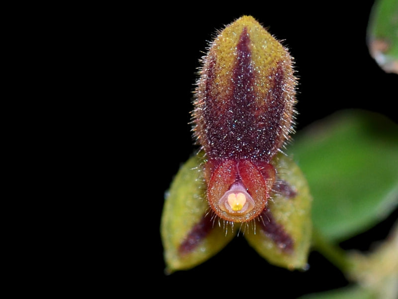 Lepanthes ciliaris