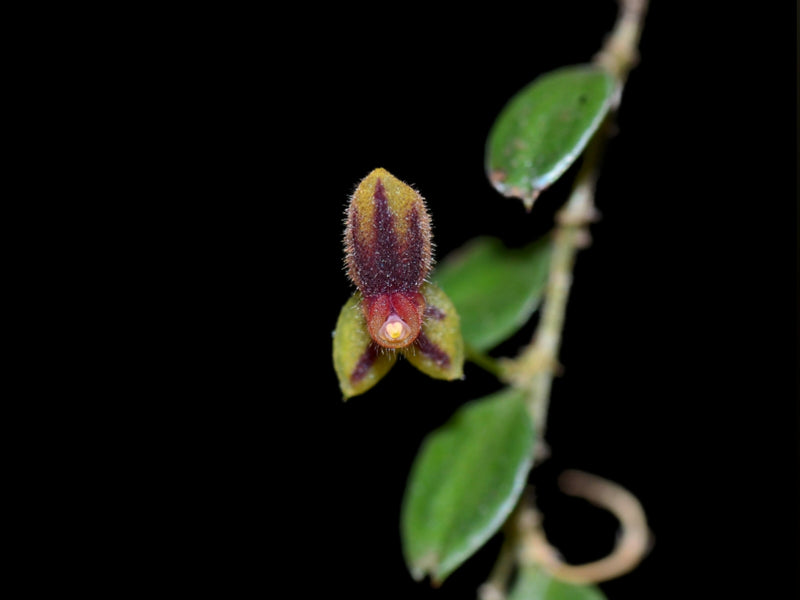 Lepanthes ciliaris