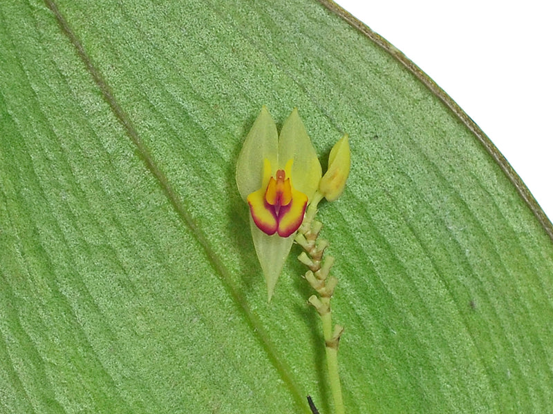 Lepanthes cingens