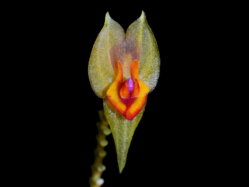 Lepanthes cingens