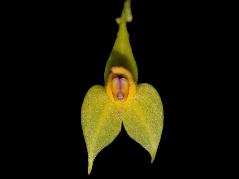 Lepanthes cingens