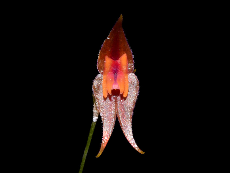 Lepanthes clareae