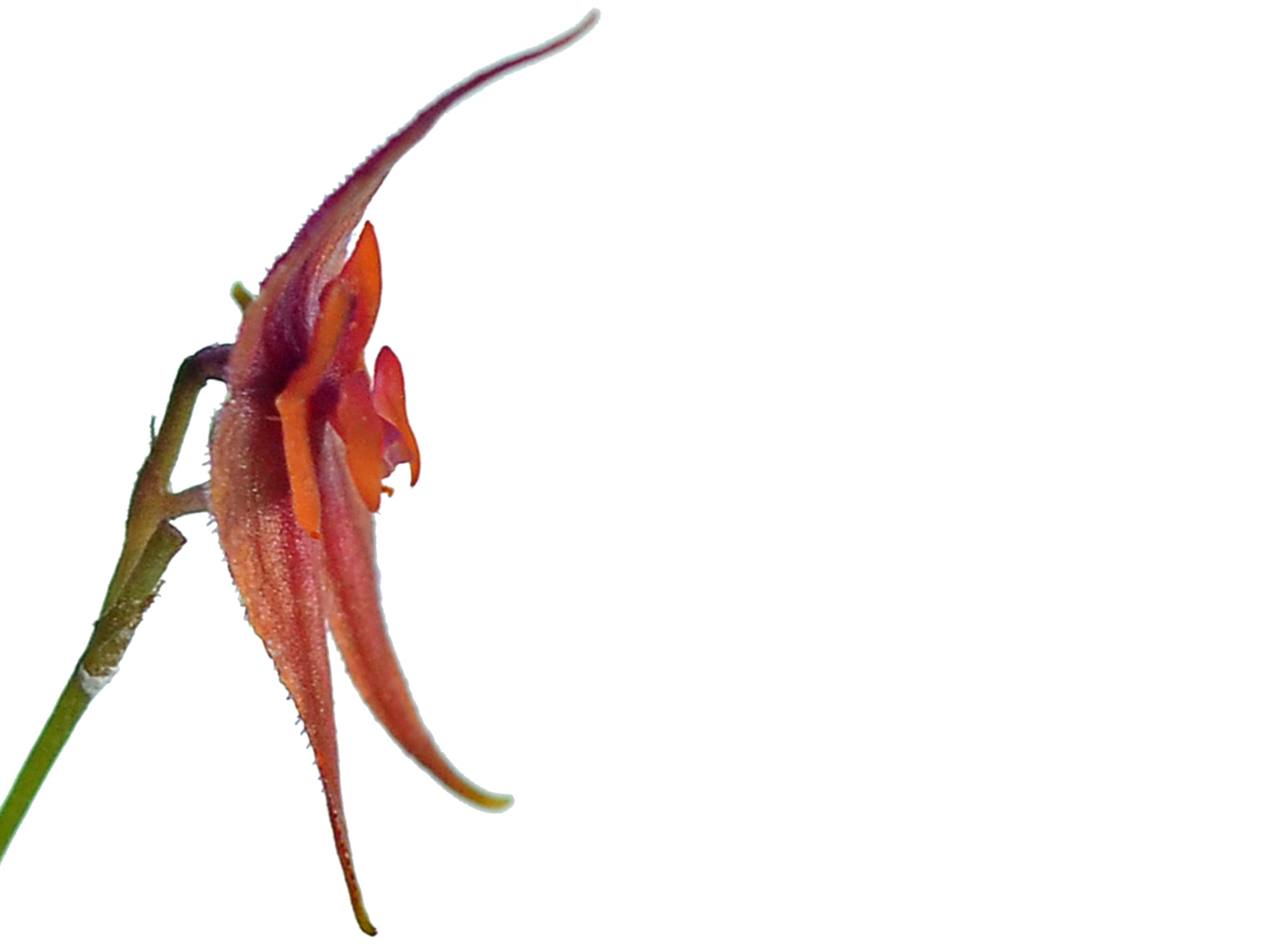 Lepanthes clareae