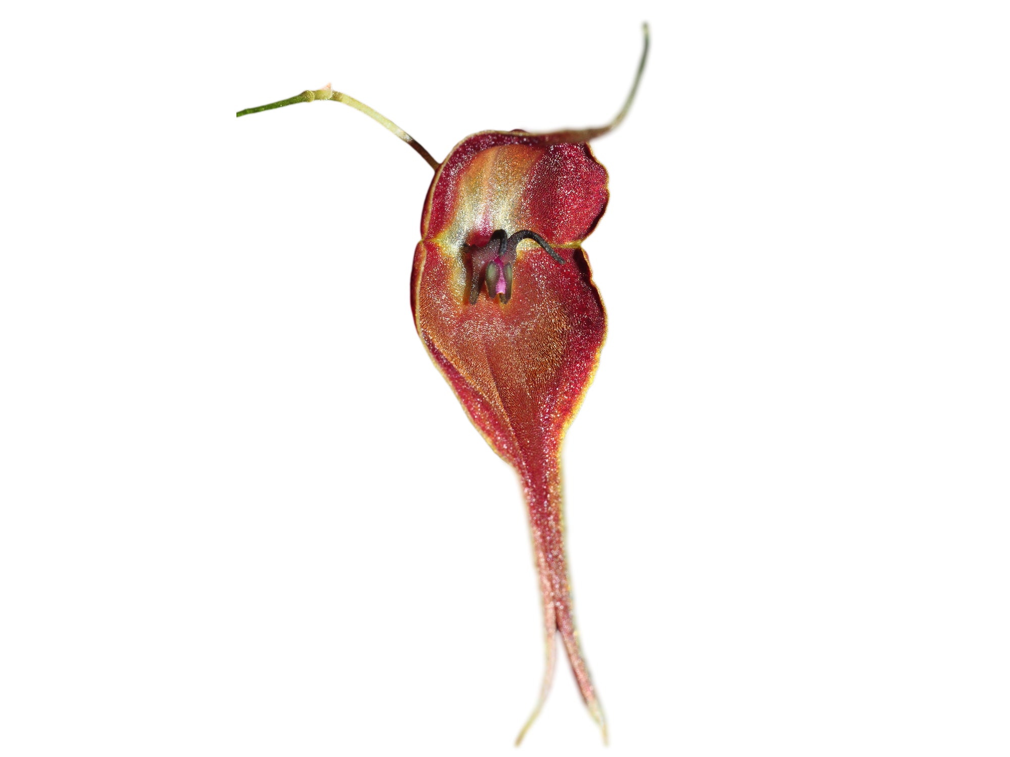 Lepanthes cloesii