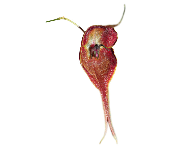 Lepanthes cloesii