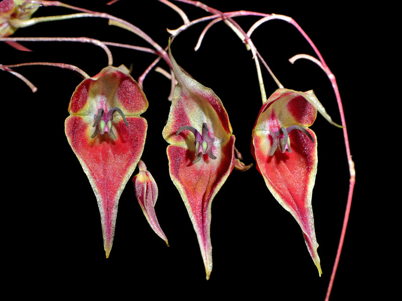 Lepanthes cloesii