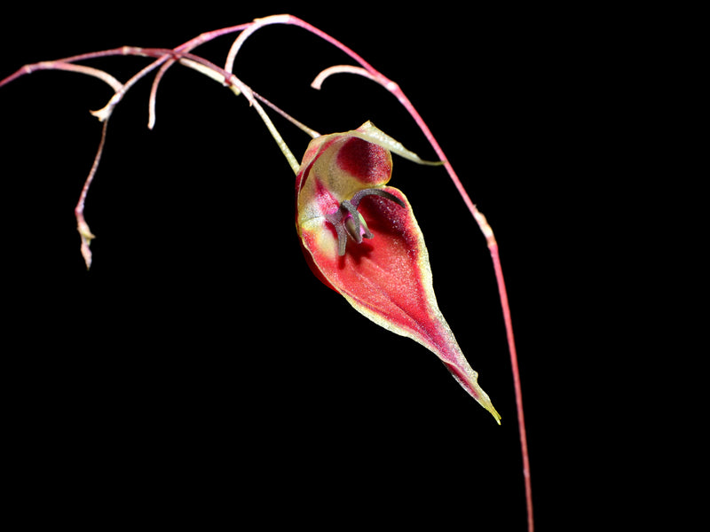 Lepanthes cloesii
