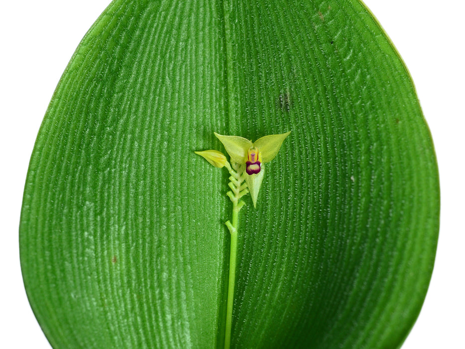 Lepanthes condorensis