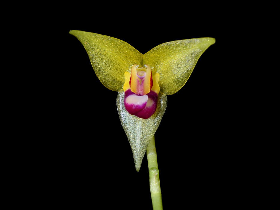 Lepanthes condorensis