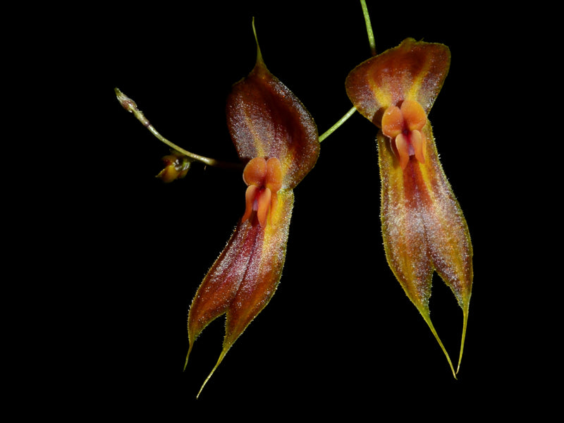 Lepanthes corkyae