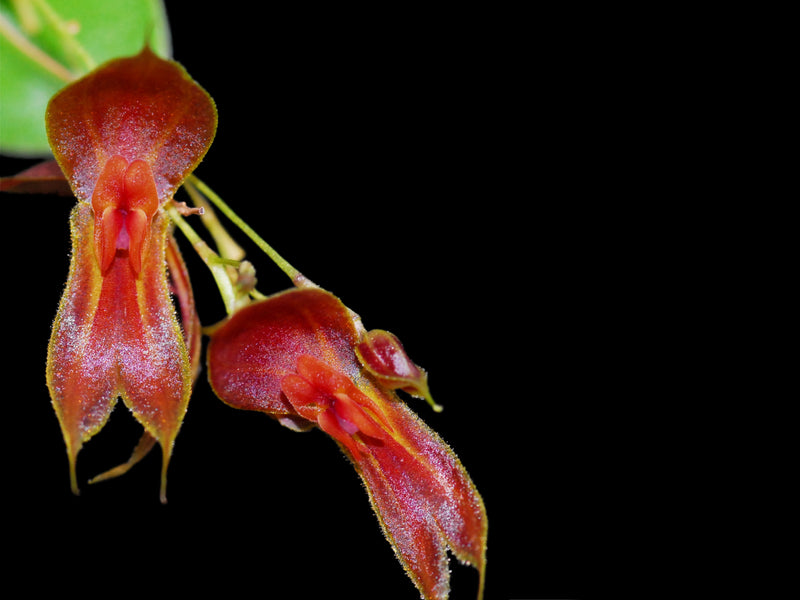 Lepanthes corkyae