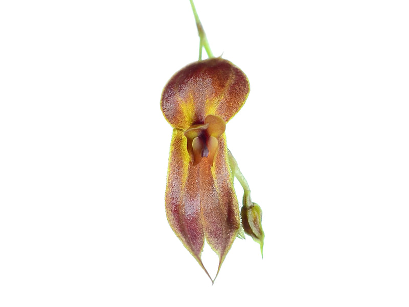 Lepanthes corkyae