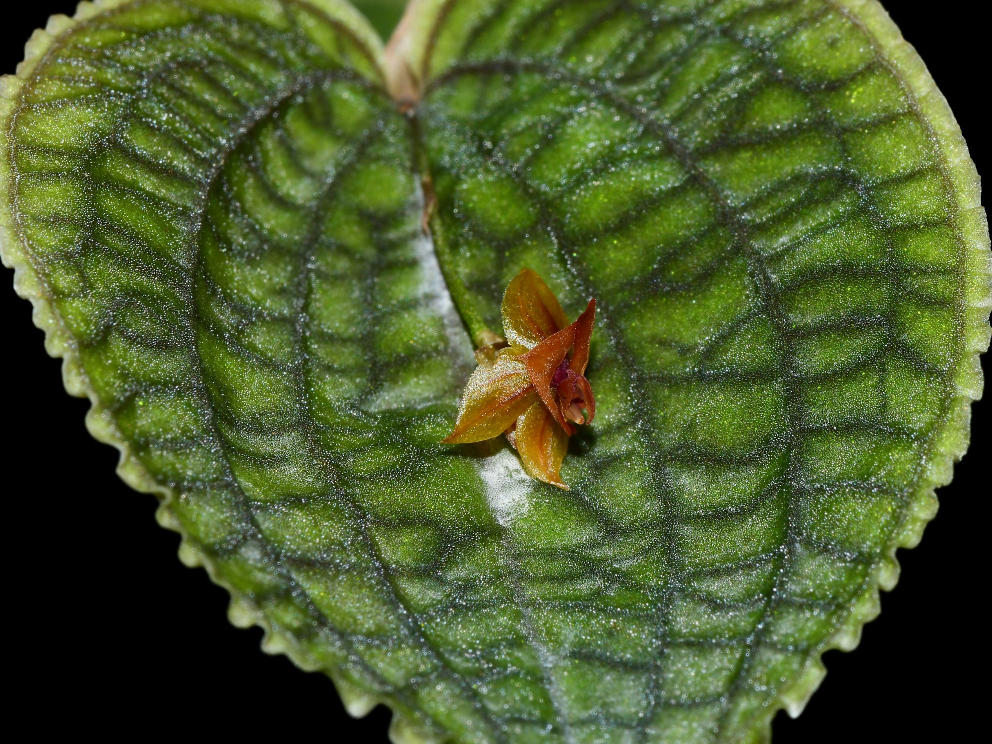 Lepanthes corrugata × calodictyon – Intermediate Miniature Hybrid