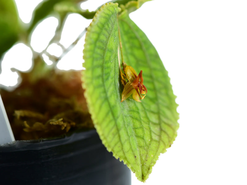 Lepanthes corrugata x Lths. calodictyon