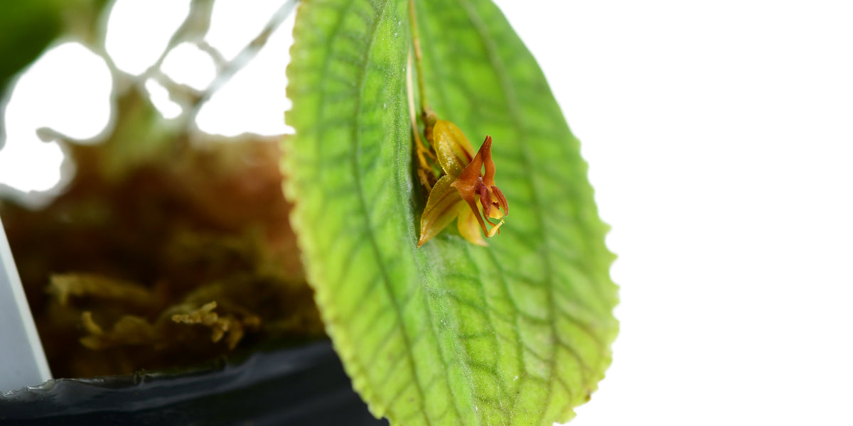 Lepanthes_corrugata_x_Lths_cal