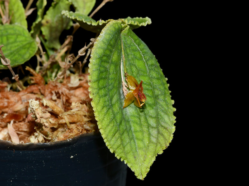 Lepanthes corrugata x Lths. calodictyon