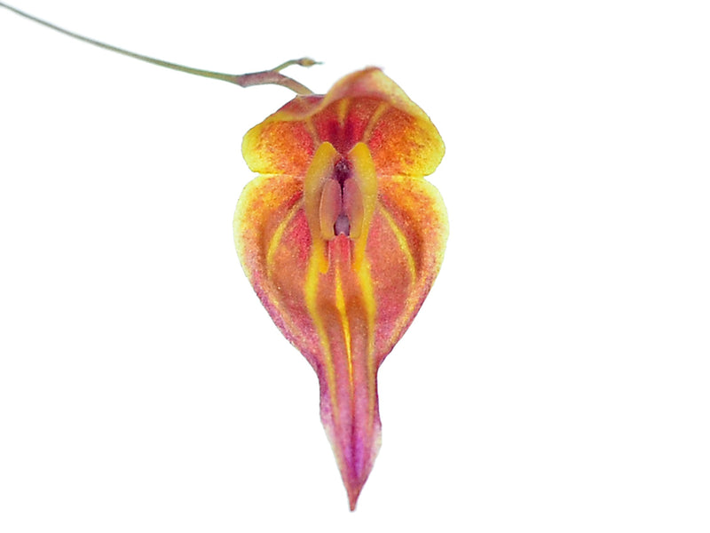 Lepanthes curiosa