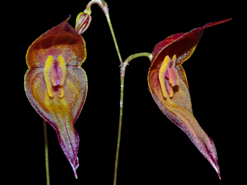 Lepanthes curiosa