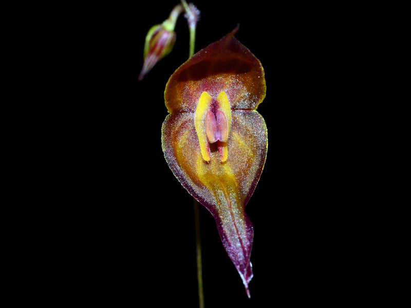 Lepanthes curiosa