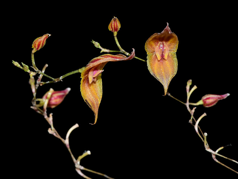 Lepanthes curiosa