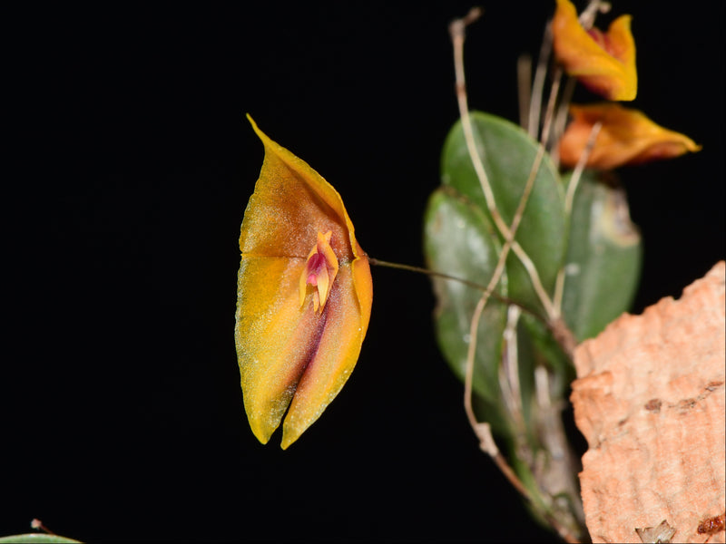 Lepanthes cymbium