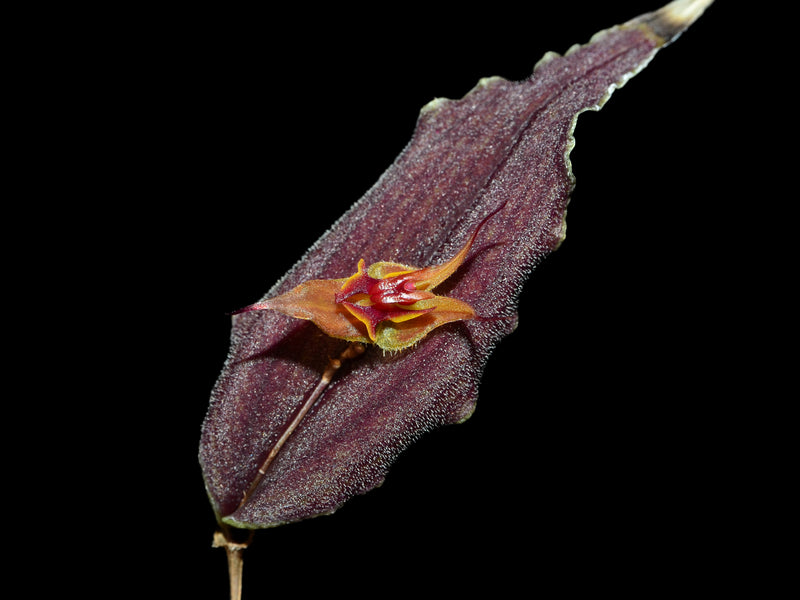 Lepanthes dactylopetala