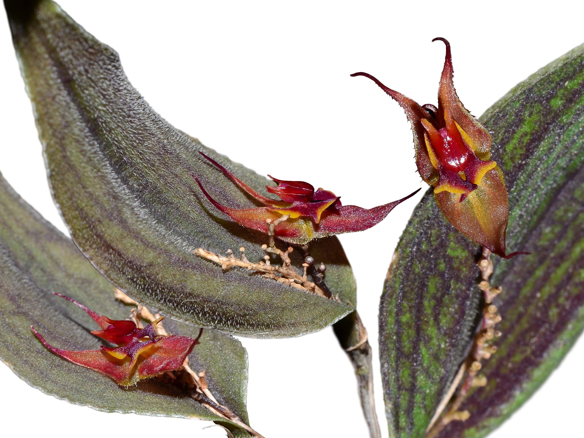 lepanthes scrotifera ミニチュアエクアドルラン原種レパンテス Lepanthes dactylopetala – Intermediate Miniature Orchid from