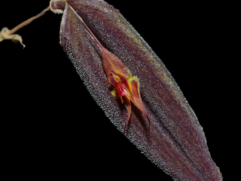 Lepanthes dactylopetala