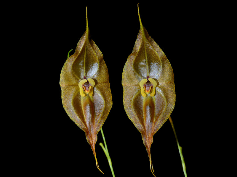 Lepanthes dalessandroi