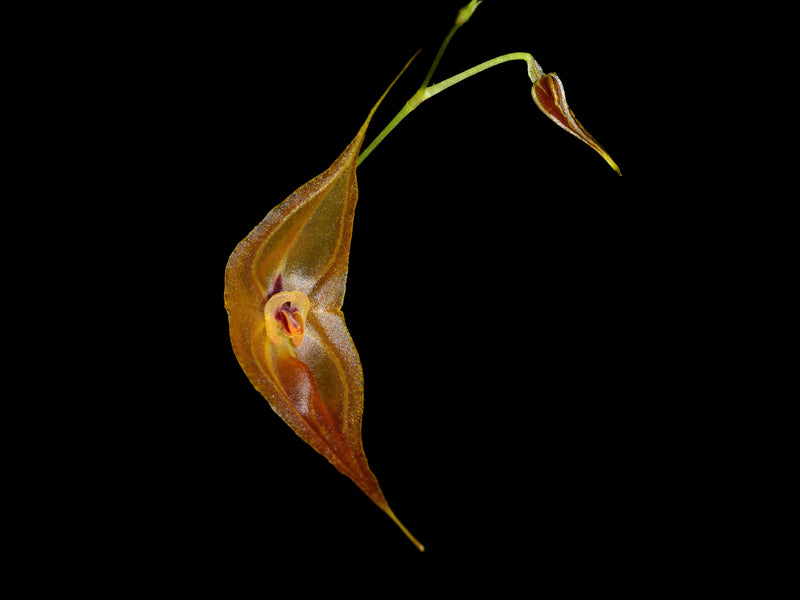 Lepanthes dalessandroi