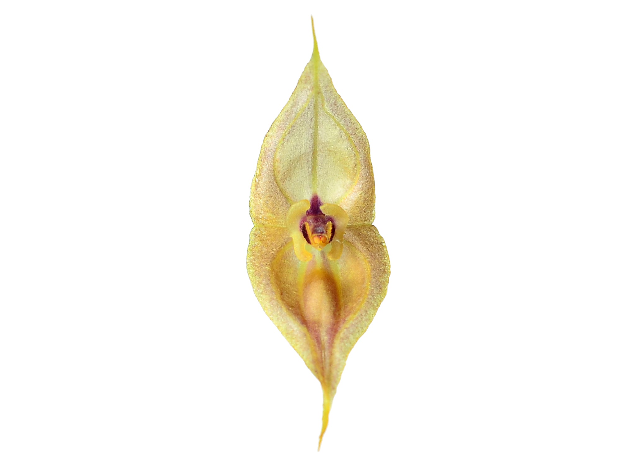 Lepanthes dalessandroi