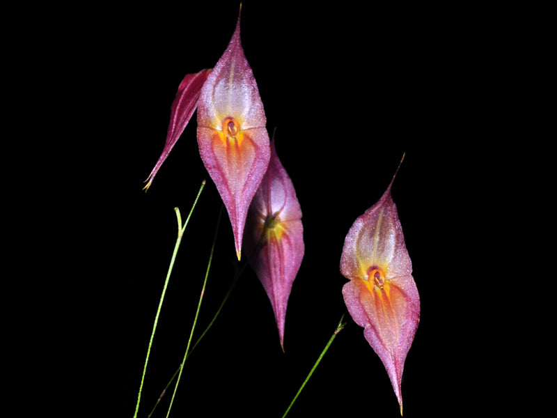 Lepanthes dalessandroi pink