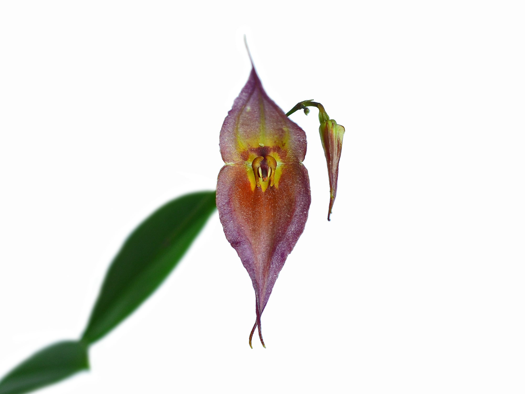 Lepanthes dalessandroi pink