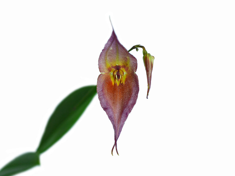 Lepanthes dalessandroi pink