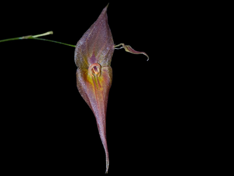 Lepanthes dalessandroi pink