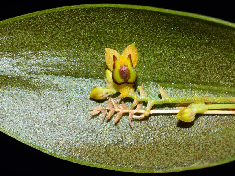 Lepanthes declivis