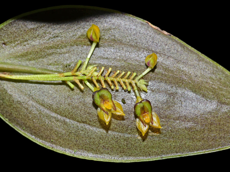 Lepanthes declivis