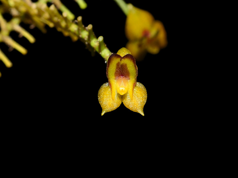 Lepanthes declivis