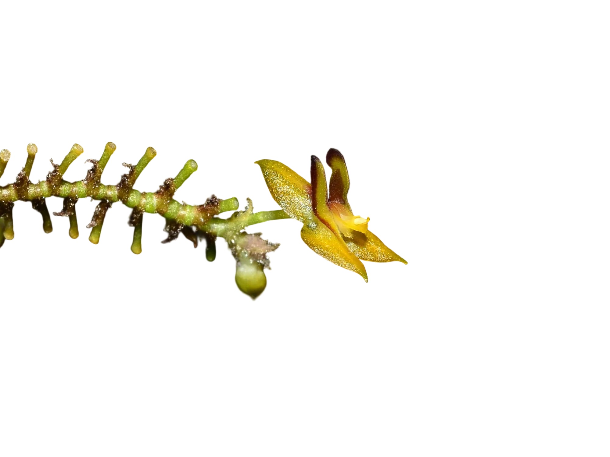 Lepanthes declivis