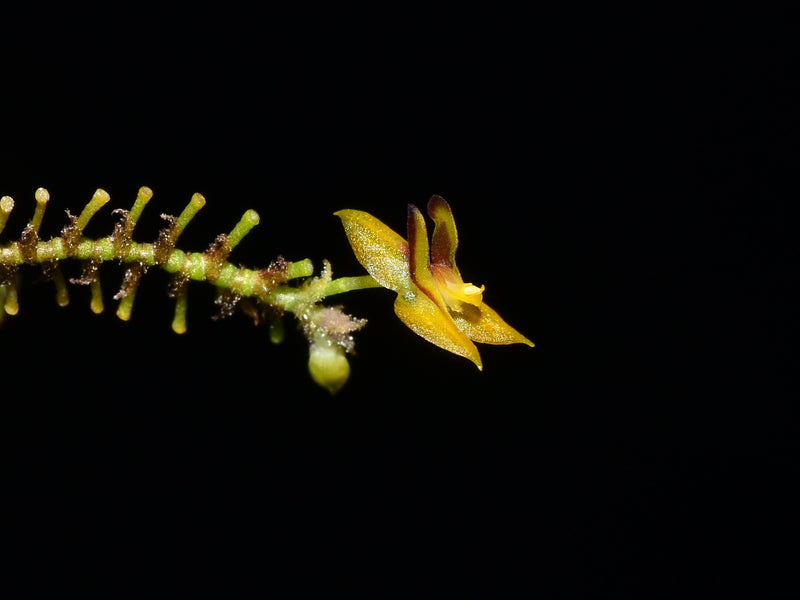 Lepanthes declivis
