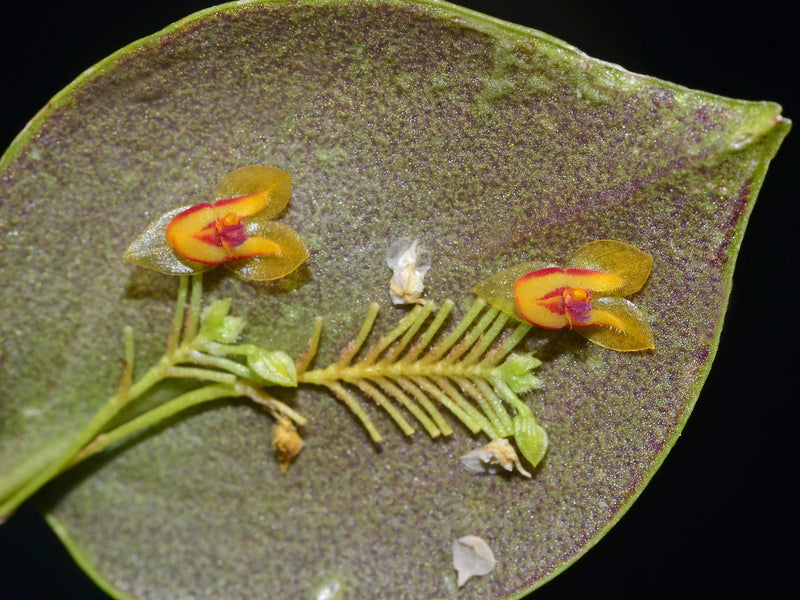 Lepanthes deformis