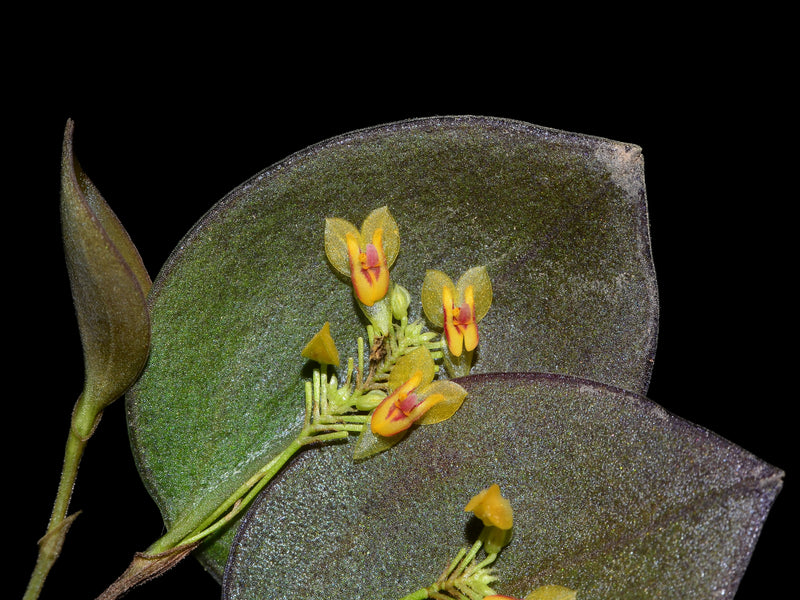 Lepanthes deformis