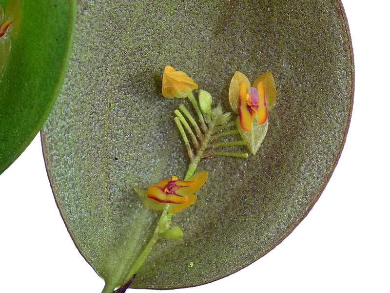 Lepanthes deformis